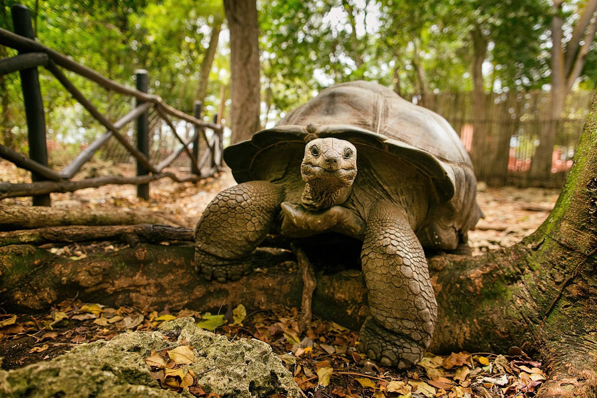 Read more about the article Discover the Rich History and Unique Wildlife of Zanzibar: Slave Market and the 100+-Years-Old Tortoise